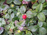 Fraisier des Indes, Duchesnea indica (fam Rosacees) (Asie tropicale) (2) (Photo F. Mrugala)